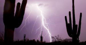 cactus lightening